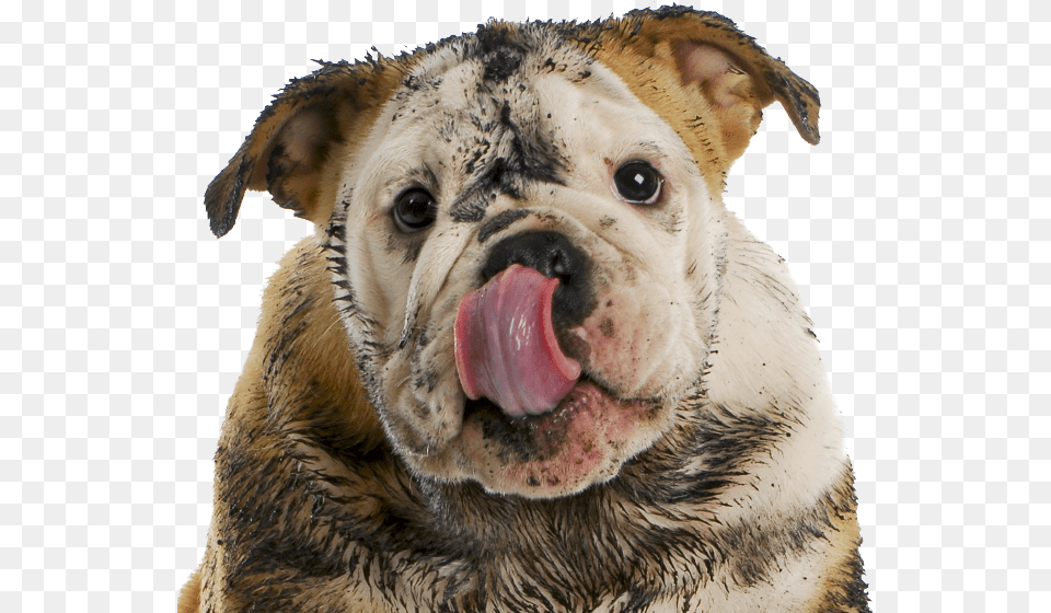 Funny Dog, Animal, Bulldog, Canine, Mammal Free Png Download