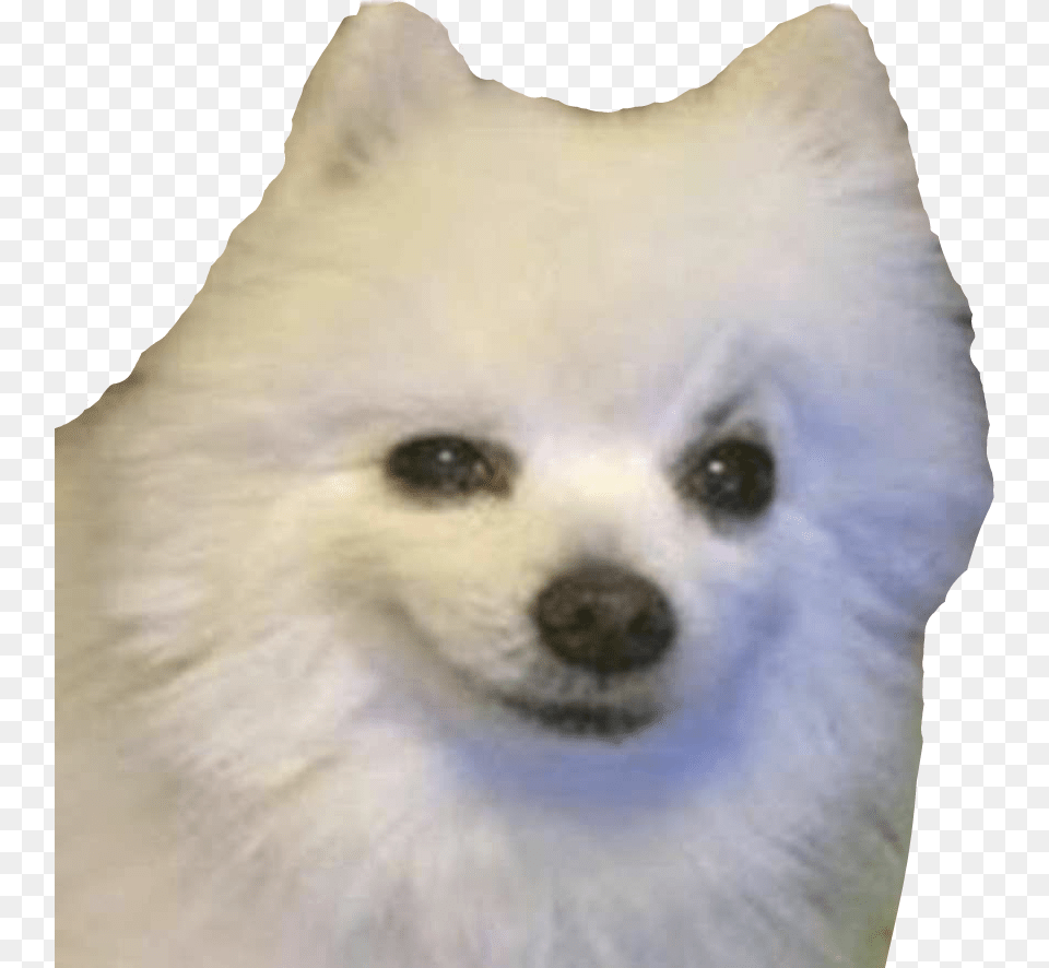 Funny Dog, Animal, Canine, Eskimo Dog, Mammal Png