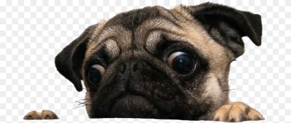 Funny Dog Background, Animal, Canine, Mammal, Pet Png