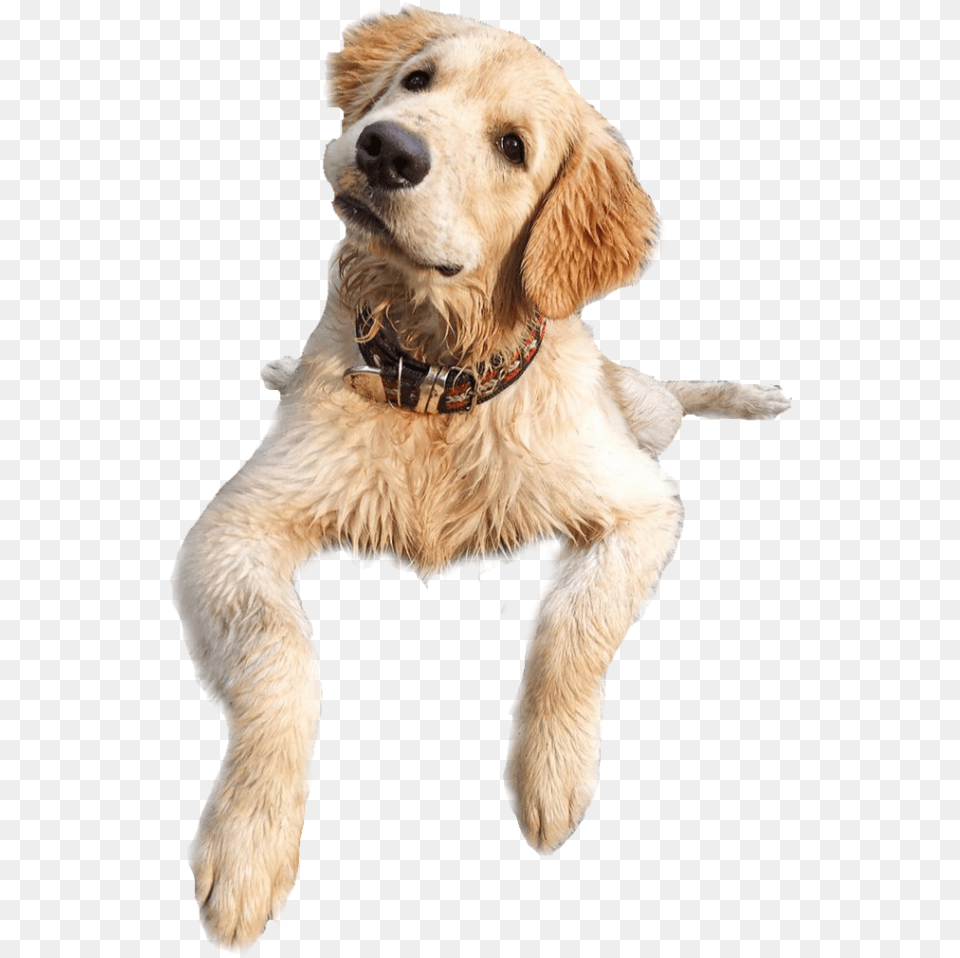 Funny Dog Dog Catches Something, Animal, Canine, Golden Retriever, Mammal Free Png
