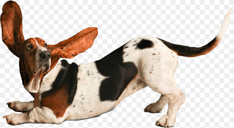 Funny Dog Pics, Animal, Canine, Hound, Mammal Png