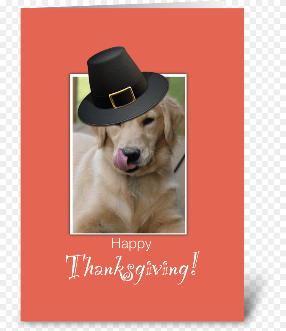 Funny Dog Thanksgiving Humorous Greeting Card Happy Birthday Golden Retriever Gif, Clothing, Hat, Sun Hat, Animal Free Transparent Png