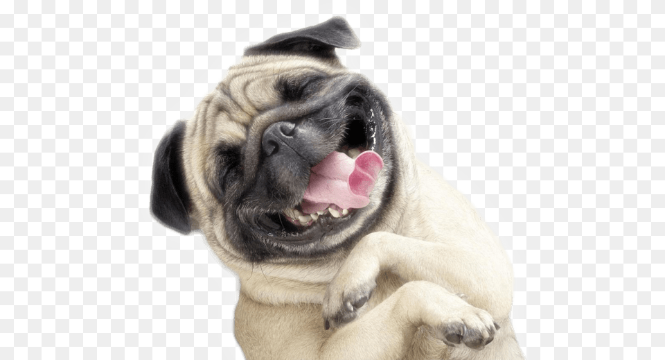 Funny Dog Transparent, Animal, Canine, Mammal, Pet Png Image