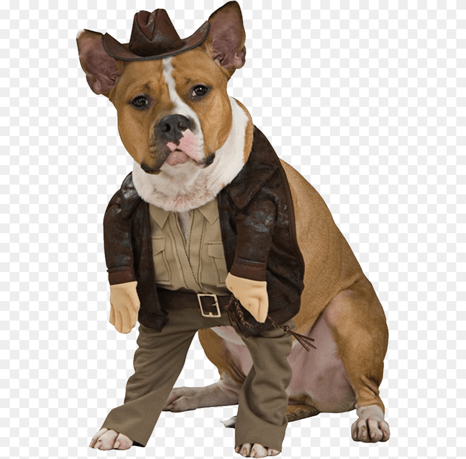 Funny Dogs Graphic Freeuse Stock Dog Costume With Hands, Animal, Canine, Mammal, Pet Free Transparent Png