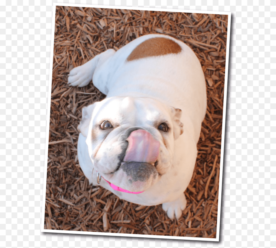 Funny Faces Dog Boarding In Fresno Australian Bulldog, Animal, Canine, Mammal, Pet Free Png Download