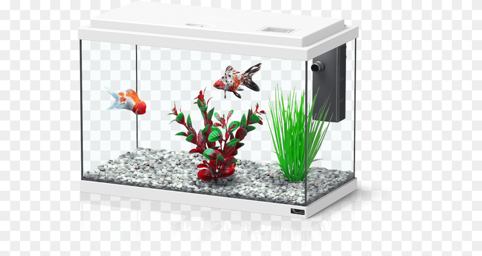 Funny Fish 30l Akvarijs, Animal, Aquarium, Sea Life, Water Png Image