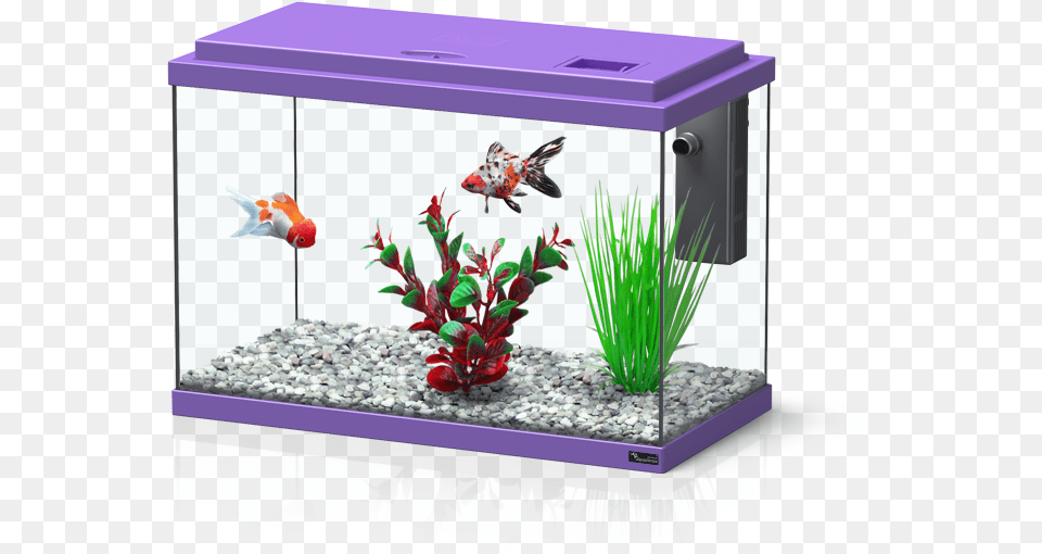 Funny Fish Acuarios De 10 Litros, Animal, Aquarium, Sea Life, Water Png Image