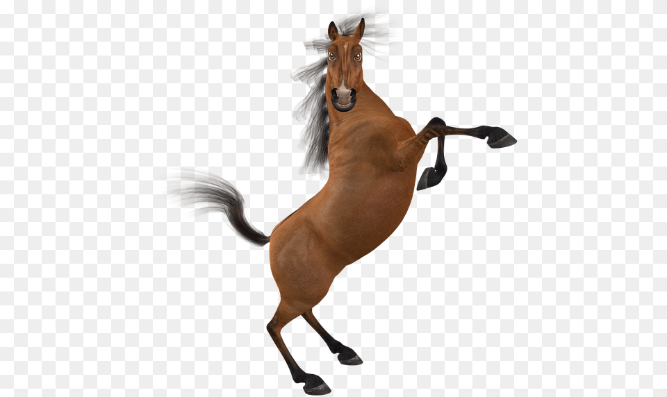 Funny Horse, Animal, Colt Horse, Mammal Free Png
