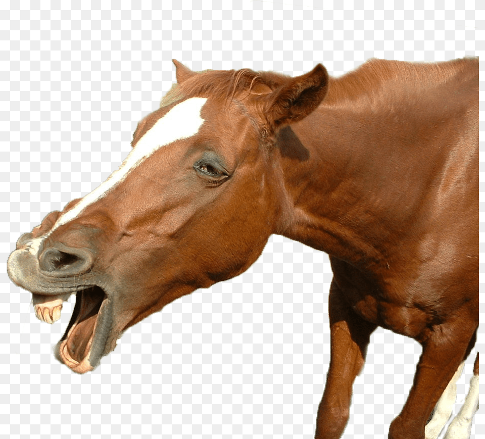 Funny Horse, Animal, Colt Horse, Mammal Free Png