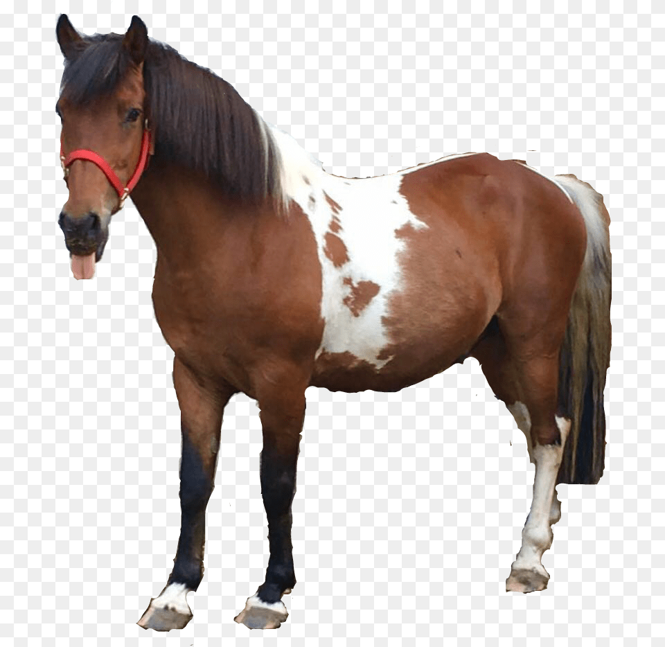 Funny Horse Sorrel, Animal, Mammal, Stallion, Colt Horse Free Transparent Png