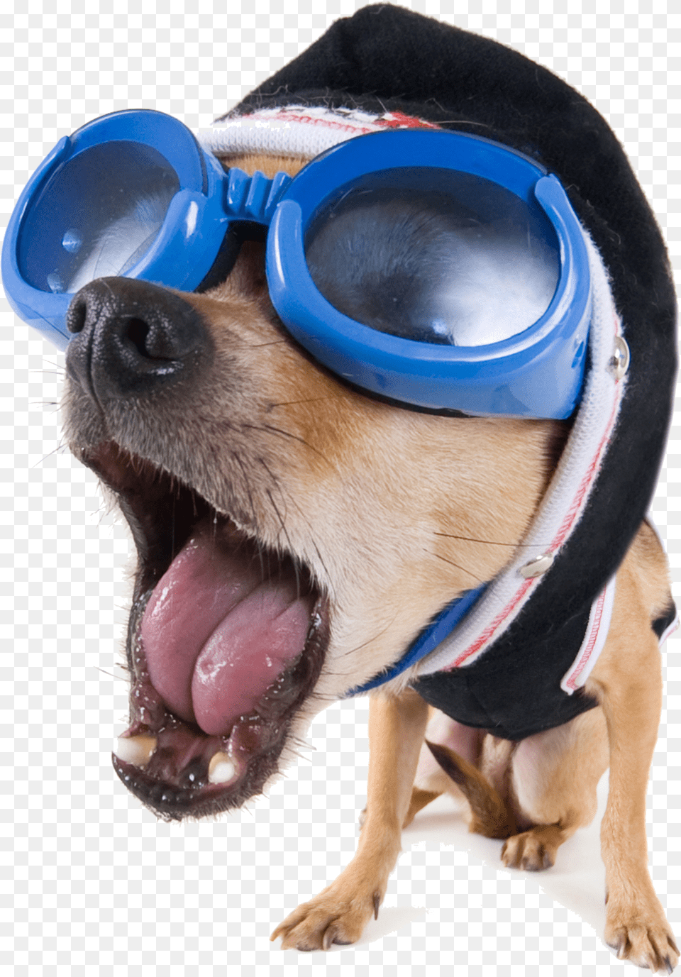 Funny Images Free Transparent Png