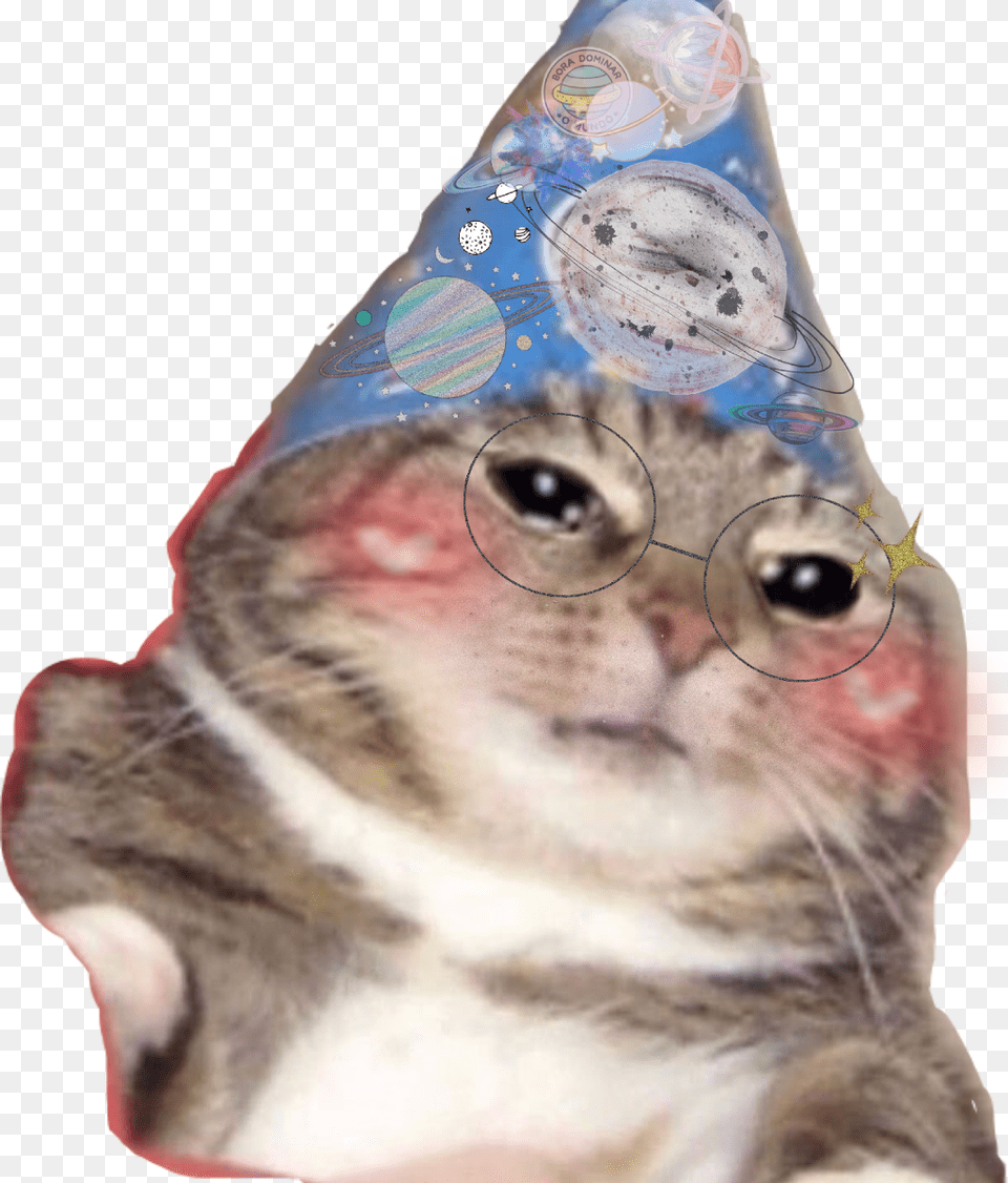 Funny Kitten Hat Birthday Celebration Blush Blushy Think This Is A Motherfucking, Clothing, Party Hat, Animal, Cat Free Transparent Png