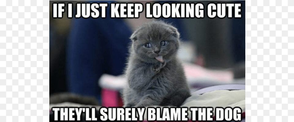 Funny Meme Animals If I Keep Looking Cute They Will Surely Blame The Dog, Animal, Cat, Kitten, Mammal Png Image
