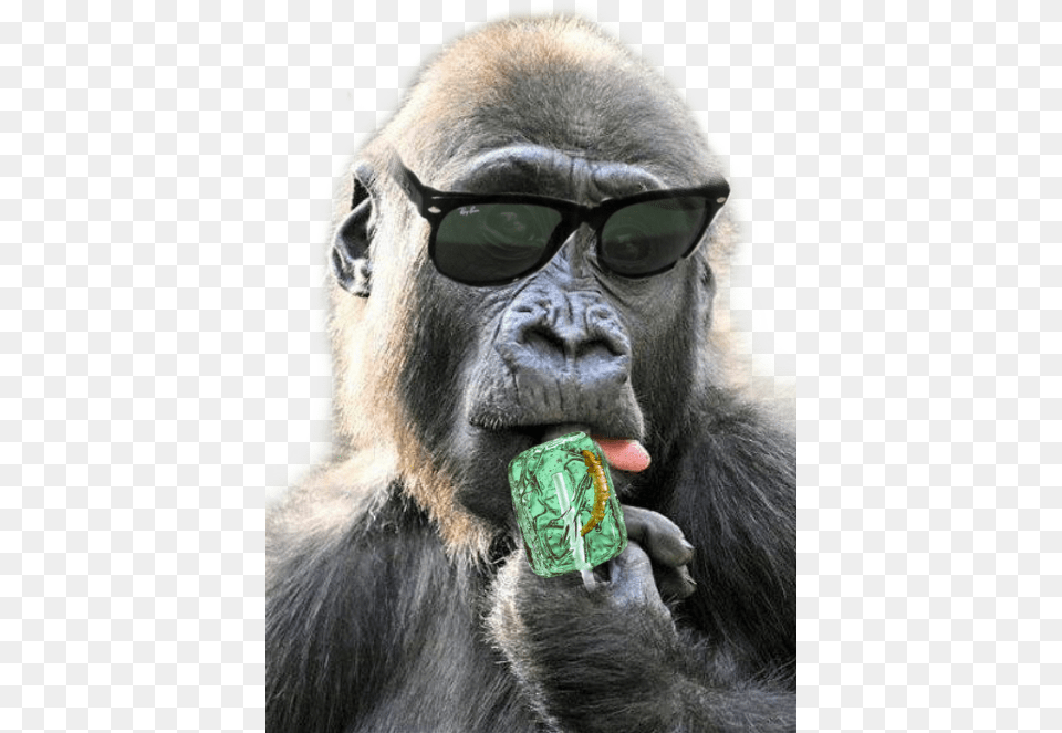 Funny Monkey, Accessories, Animal, Ape, Mammal Png