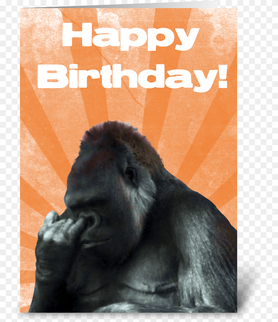 Funny Nose Picking Gorilla Greeting Card Happy Birthday Funny Gorilla, Animal, Ape, Mammal, Wildlife Free Transparent Png