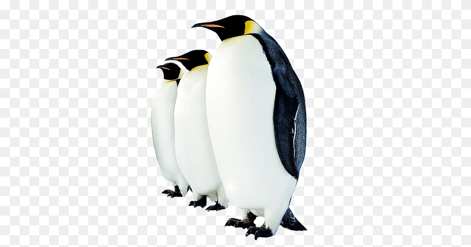 Funny Penguin Clip Art, Animal, Bird, King Penguin Free Transparent Png