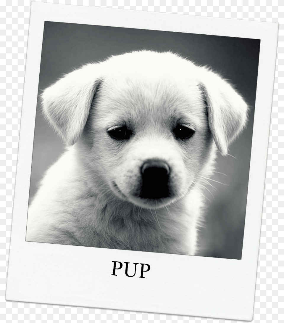Funny Puppy Dog Picture And Wallpaper Dog Quotes, Animal, Canine, Mammal, Pet Free Transparent Png