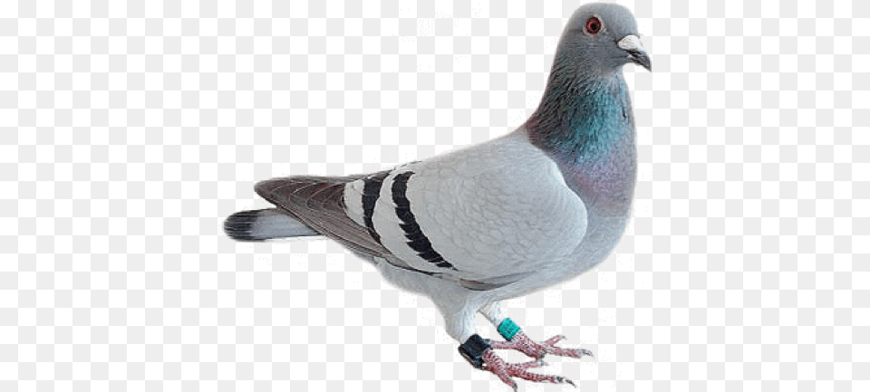 Funny Realistic Pigeons Messages Sticker 8 Transparent Pigeon Emoji, Animal, Bird, Dove Free Png