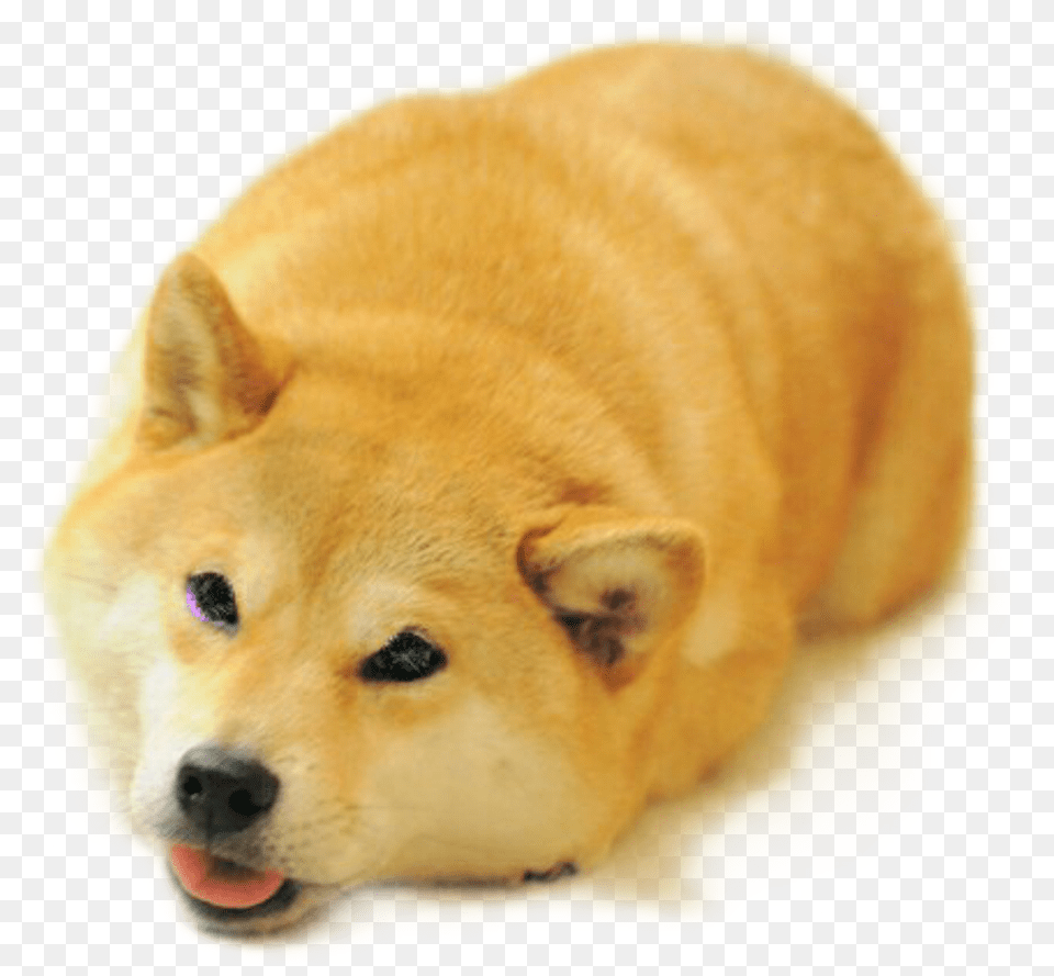 Funny Shiba Inu Face Download Shiba Inu Bread Loaf, Animal, Canine, Dog, Husky Free Png