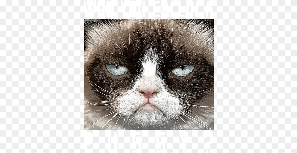 Funny Windows 10 Avatar, Animal, Cat, Mammal, Pet Free Png