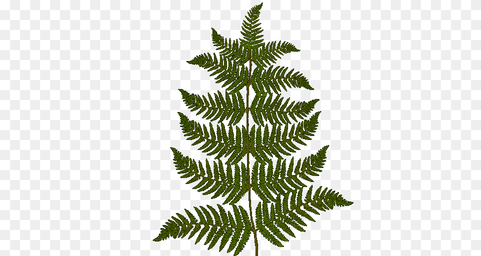 Furn Drawing Transparent, Fern, Plant, Leaf Png Image