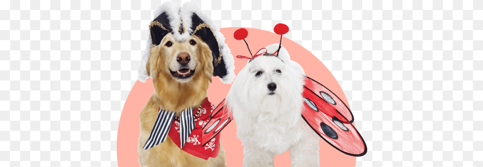 Furry Dog Clothes, Animal, Canine, Mammal, Pet Free Png Download