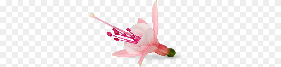 Fuschia Flowers Fuschia Flowers, Anther, Flower, Petal, Plant Free Transparent Png