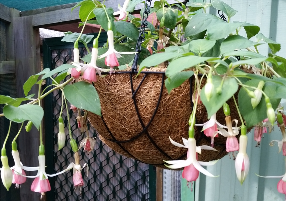 Fuschia Hanging Baskets Epiphyllum Pumilum, Vase, Pottery, Potted Plant, Jar Png