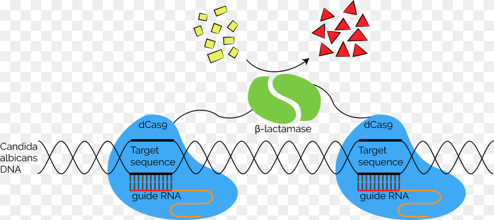 Fusing Each With One Part Of A Split Lactamase Enzyme Graphics, Ball, Sport, Tennis, Tennis Ball Free Transparent Png