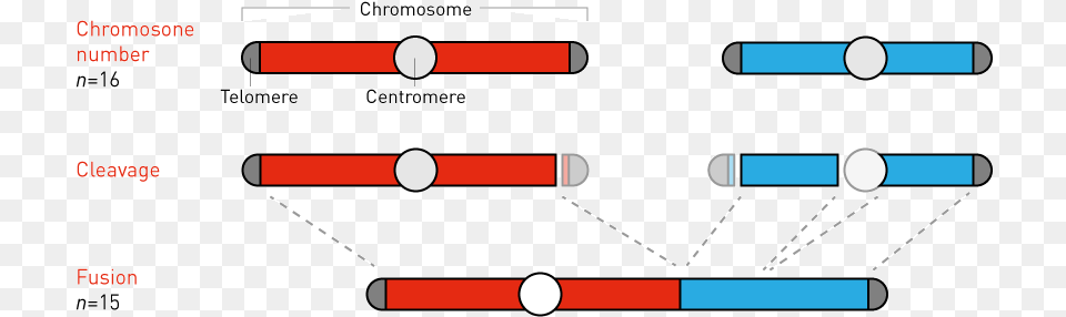 Fusing Yeast Chromosomes Fusion Of Two Chromosomes Png