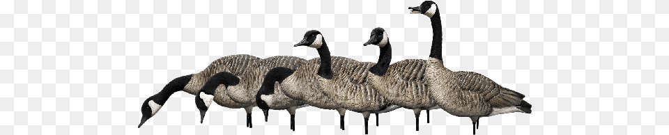 Fusion Pack Canada Goose, Animal, Bird, Waterfowl Free Png Download