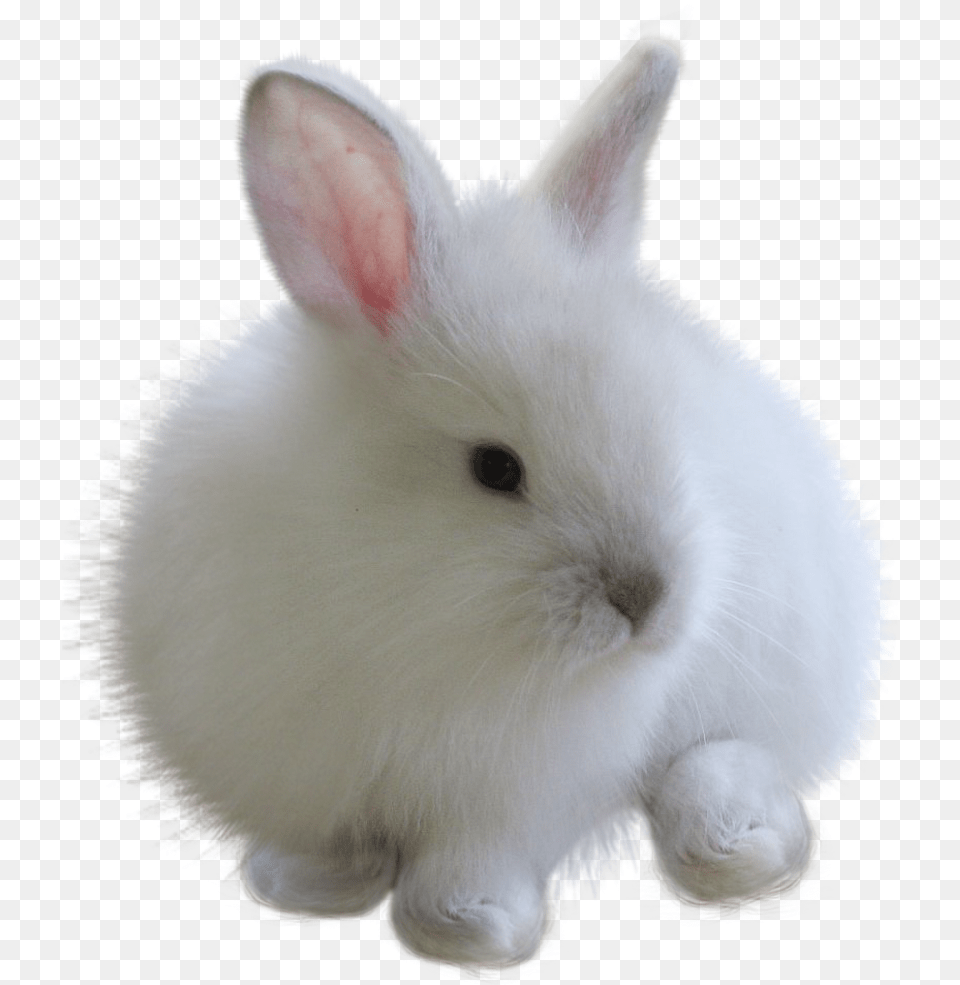 Fuzzy Bunny White Rabbitfreetoedit Rabbit For Picsart, Animal, Mammal, Rat, Rodent Png