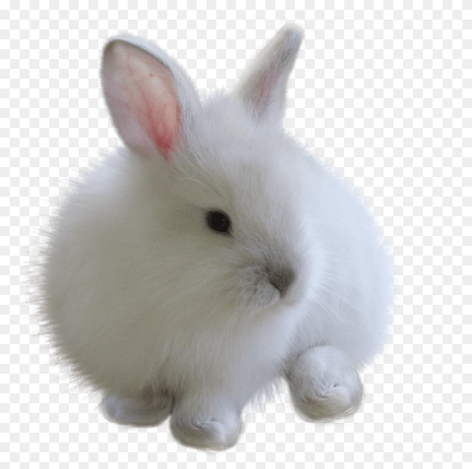 Fuzzy Bunny White Rabbitfreetoedit White Bunny, Animal, Mammal, Rabbit, Rat Free Transparent Png