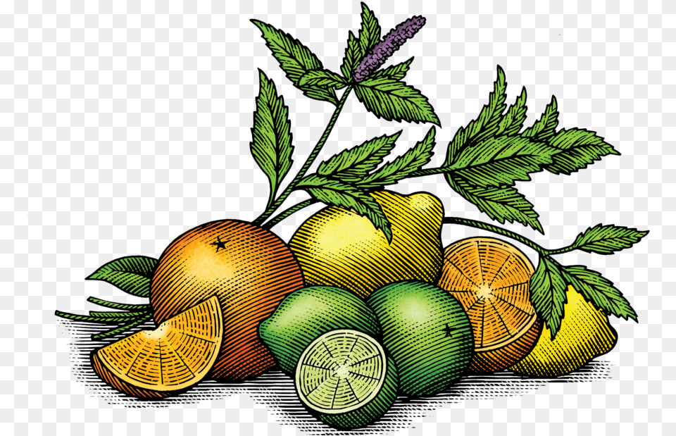 Fv Art 01 Sweet Lemon, Citrus Fruit, Food, Fruit, Lime Free Png Download
