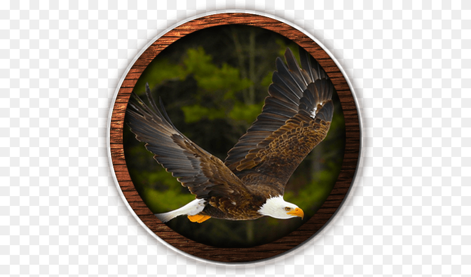 Fvwd American Eagle Web Design Imagen Isaias 40, Animal, Bird, Beak, Bald Eagle Png
