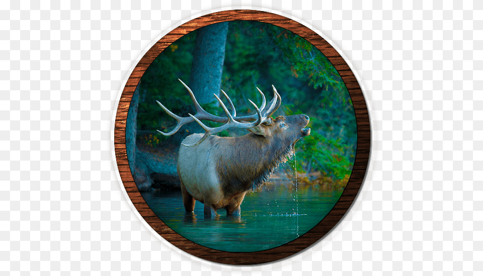 Fvwd Elk 2015 Elk Calendar Rocky Mountain Elk Foundation Book, Animal, Deer, Mammal, Wildlife Free Png