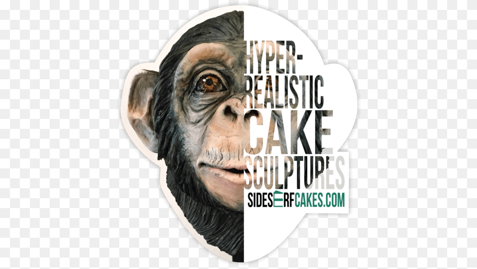 Fyi Tv18 Texas Cake House, Animal, Ape, Mammal, Wildlife Free Transparent Png