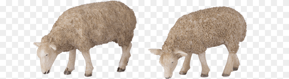 G Scale Grazing Sheep Sheep, Animal, Livestock, Mammal Png