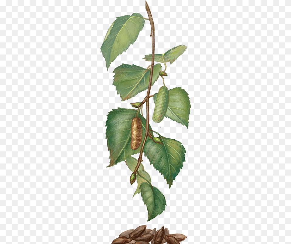 G5 Birch, Tree, Plant, Leaf, Herbal Png Image