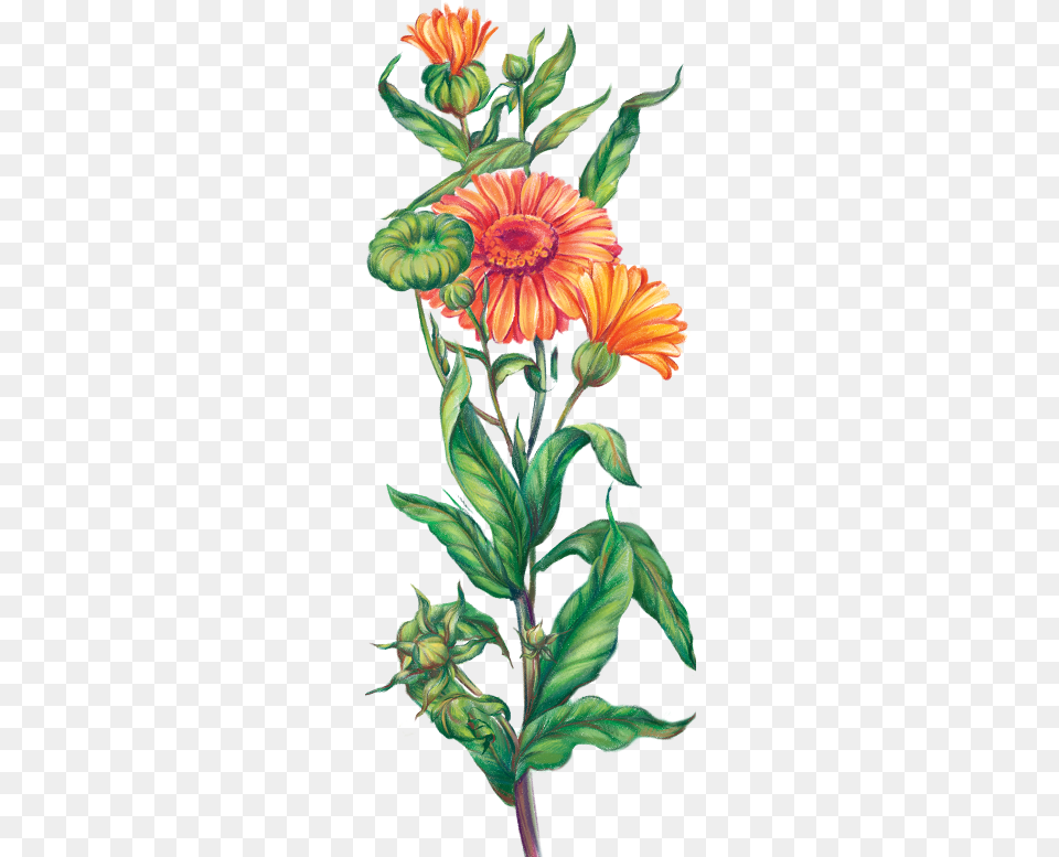 G5 English Marigold, Dahlia, Daisy, Flower, Plant Free Png Download