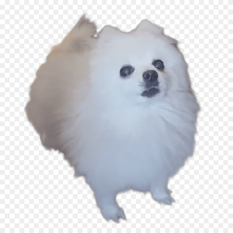 Gabe The Bork Dog, Animal, Canine, Eskimo Dog, Mammal Free Png