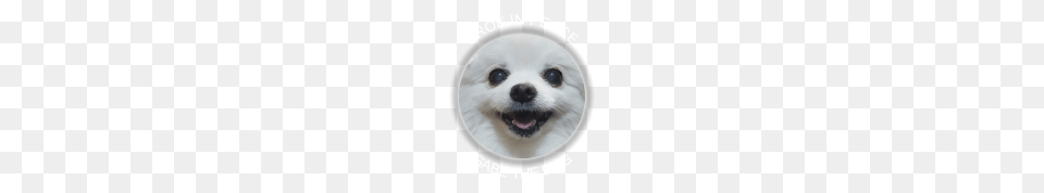 Gabe The Dog Image, Animal, Canine, Eskimo Dog, Mammal Free Transparent Png