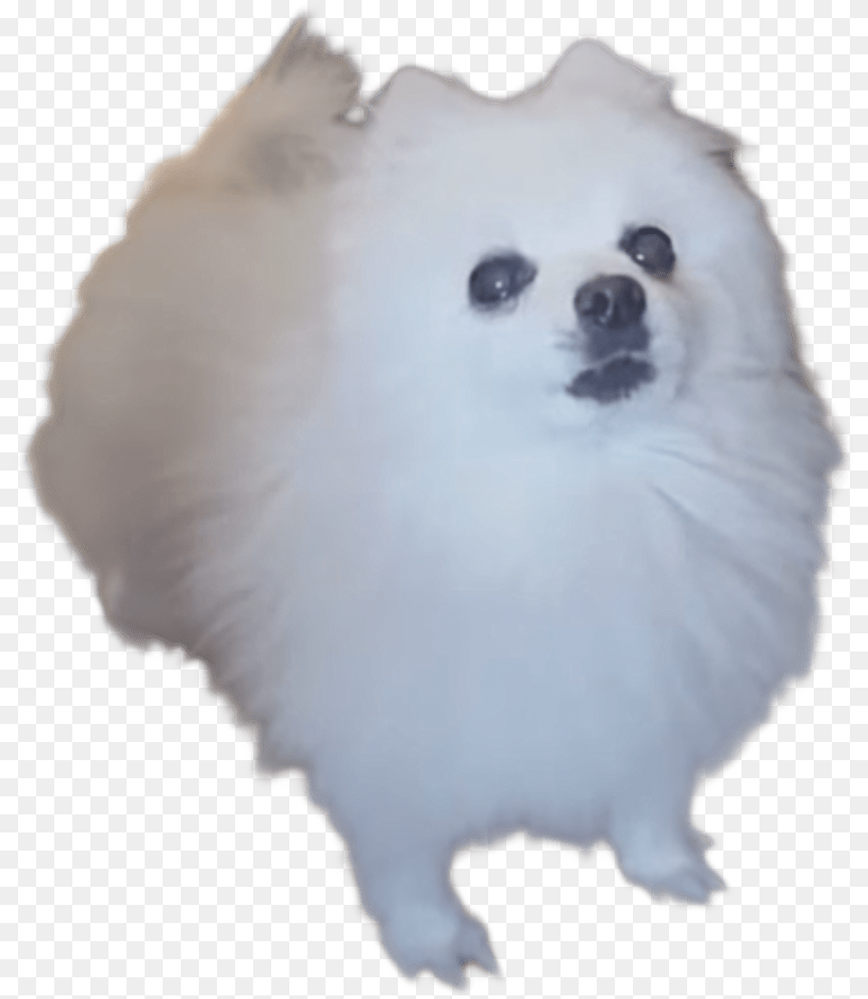 Gabe The Dog Sans, Animal, Canine, Eskimo Dog, Mammal Free Transparent Png