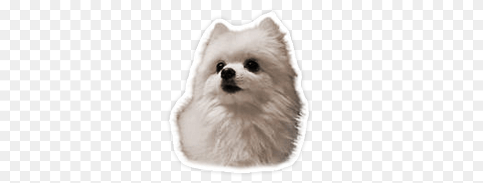 Gabe The Dog Sticker, Animal, White Dog, Pet, Mammal Png