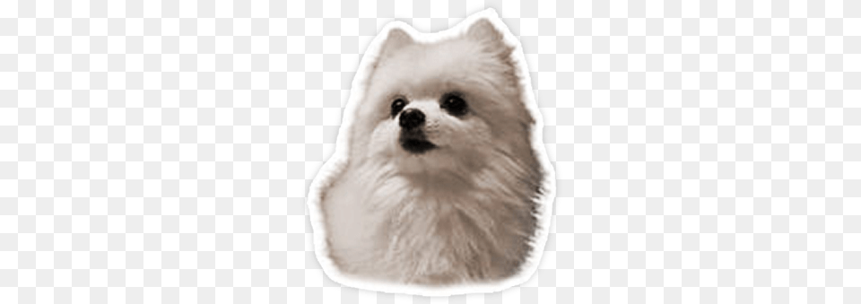 Gabe The Dog Sticker Gabe The Dog Clear Background, Animal, White Dog, Pet, Mammal Free Png