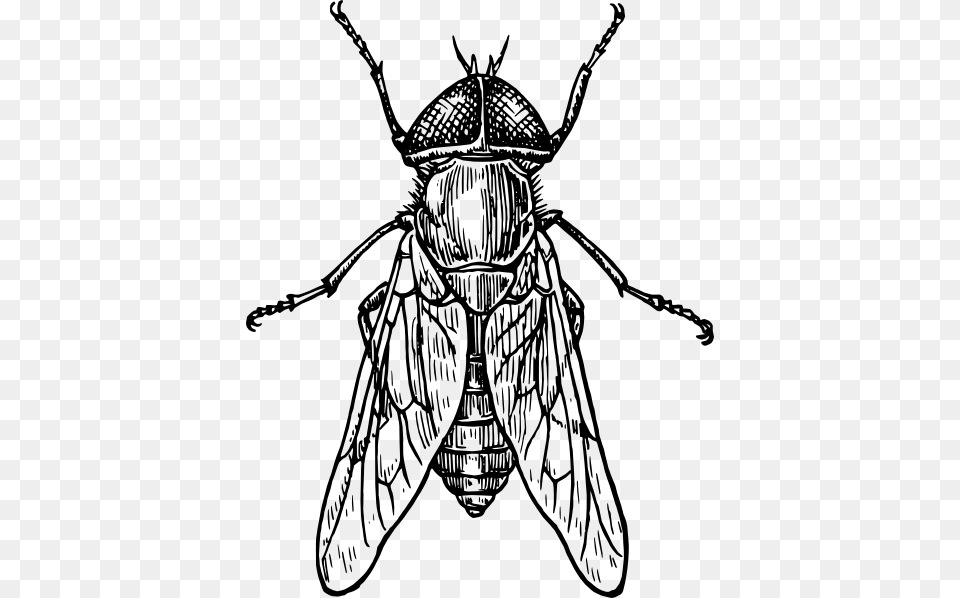Gadfly Insect Clip Art Vector Entomology, Animal, Person, Fly, Invertebrate Free Transparent Png