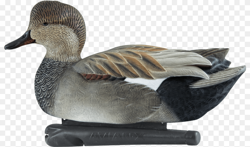 Gadwall Duck Decoy, Animal, Anseriformes, Bird, Waterfowl Free Transparent Png