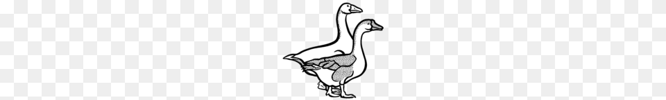 Gaense Coloured Clip Art Goose, Animal, Bird, Waterfowl, Anseriformes Free Png