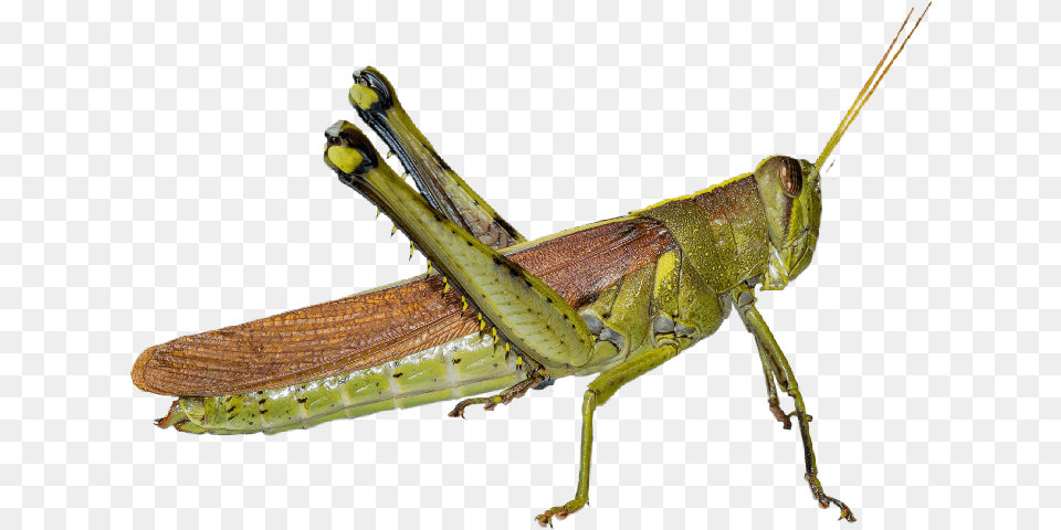 Gafanhoto Grasshopper Grilo Cricket Inseto Freetoedit Band Winged Grasshoppers, Animal, Insect, Invertebrate Png
