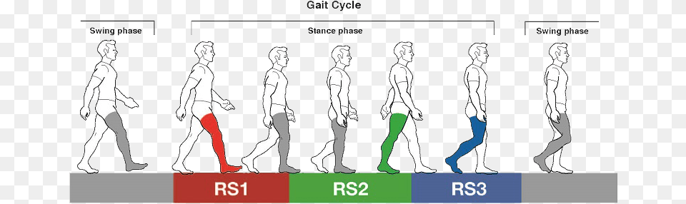 Gait Cycle Illustration, Chart, Plot, Walking, Person Free Transparent Png